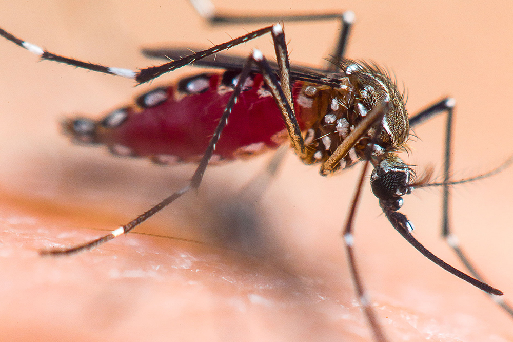 Image for news article: Scientists Develop Long-Lasting Mosquito Repellent